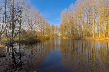 Olde arm of Scheldt river and bare forest in the Flemish countryside