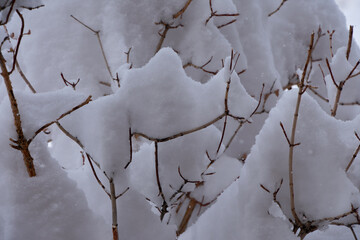 Snow-Covered Bush After Colorado Spring Storm