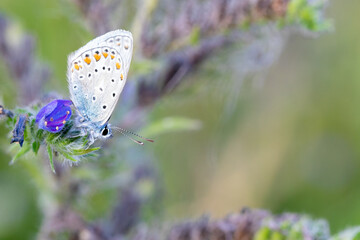 gossamer-winged butterfly sitting on a purpel blossom with textspace right
