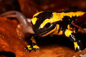 Fire Salamander (Salamandra salamandra) eating worm, Ruhr-District, Germany