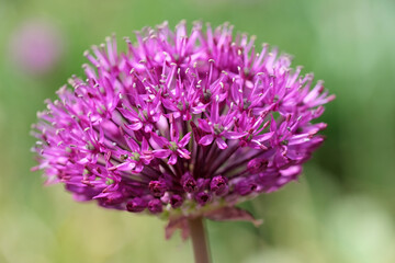 Purple flowers. Allium flower and green background