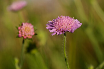 Purple wildflowers. Green background.