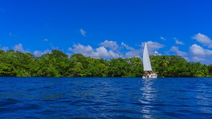 Fotografia de pequeño velero navegando en la laguna de Bacalar, con un manglar de fondo