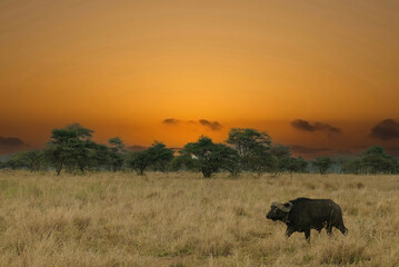 Cape buffalo Syncerus caffer  on savannah