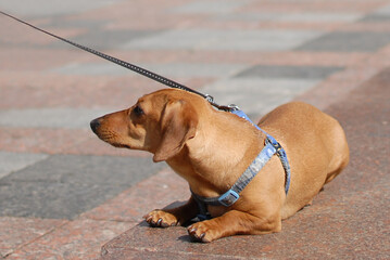 A puppy redheaded short-haired dachshund puppy lies and rests on the sidewalk on a city walk.