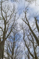 Winter landscape with snow. Beautiful park with trees - Straznice - Czech Republic