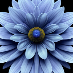 a blue flower with a yellow center on a black background with a black background and a white center in the center of the flower