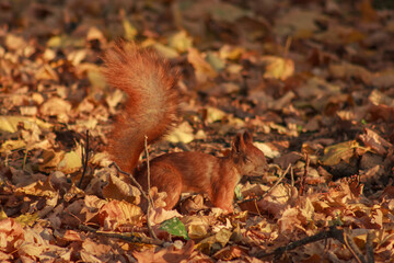 Orange shaggy squirrel in the ground in autumn leaves