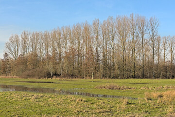 Winter wetlands with bare poplar trees under a blue sky  in Scheldemeersen nature reserve,...