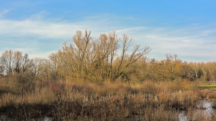 Wetlands with golden reed and bare trees under a  cloudy sky in Scheldemeersen nature reserve, Merelbeke, Flanders, Belgium