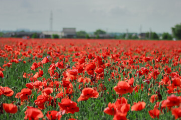 Field red and green blooming poppies