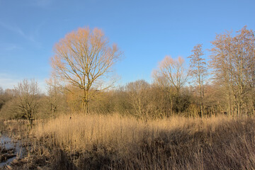 Fototapeta premium Wetlands with golden reed and bare trees under a cloudy sky in Scheldemeersen nature reserve, Merelbeke, Flanders, Belgium