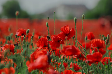 Obraz premium Field red and green blooming poppies