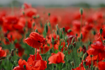Fototapeta premium Field red and green blooming poppies