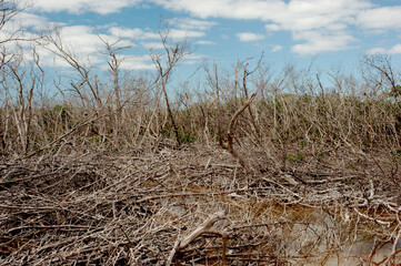 Fototapeta premium Landscape of bare trees sunny day in mangroves blue sky