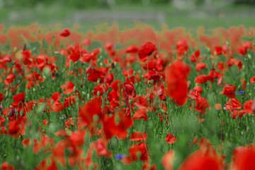 Field red and green blooming poppies