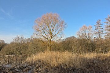 Wetlands with golden reed and bare trees under a  cloudy sky in Scheldemeersen nature reserve, Merelbeke, Flanders, Belgium