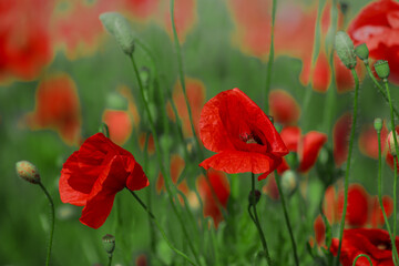 Field red and green blooming poppies