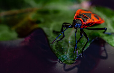 Fire bug on a leaf, macro photo.Pyrrhocoris apterus
