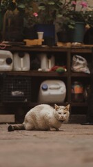 Fotografia de gato callejero viendo fijamente la camara y con una alacena llena de cosas de fondo