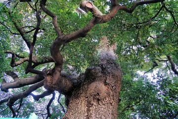 仙台坂のタブノキ