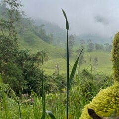 landscape with grass and sky