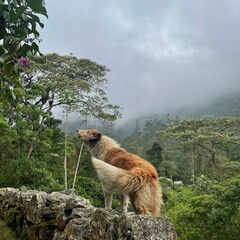 mountain dog on a rock