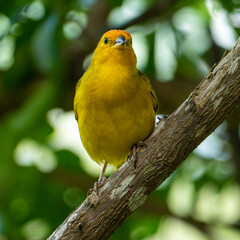 Atlantic Canary, a small Brazilian wild bird. The yellow canary Crithagra flaviventris is a small passerine bird in the finch family. 