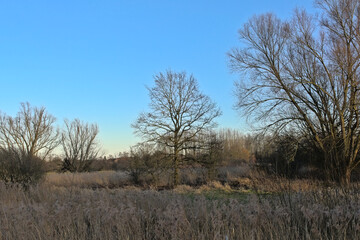  Winter wetlands with reed and bare trees under a clear blue sky in Scheldemeersen nature reserve, Mereleke, Flanders, Belgium 