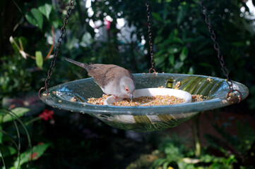 Gray Dove bending over on left. Bird in Bird Feeder eating Daytime