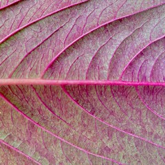 leaf texture