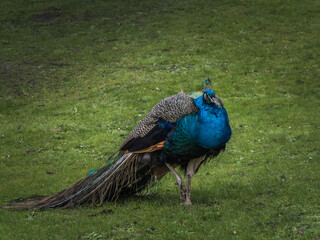 Obraz premium peacock in the park