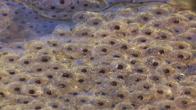 Frog spawn of Rana temporaria. Common frog egs. High quality FullHD footage