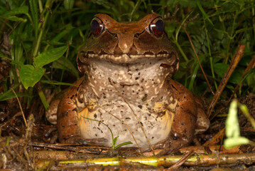 Bullfrog/Jungle Frog (Leptodactylus cf. pentadactylus), Orellana, Ecuador