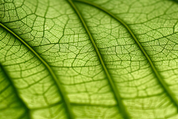 Green leaf texture - in detail