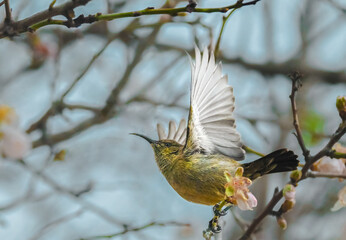Spotted sunbird