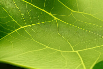 Fototapeta premium Green leaf texture - in detail