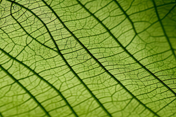 Naklejka na ściany i meble Green leaf texture - in detail