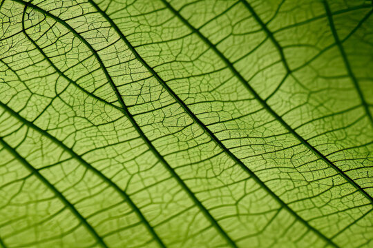 Green leaf texture - in detail