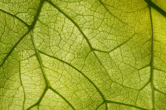 Green leaf texture - in detail