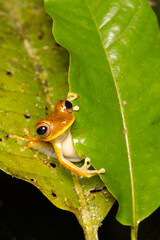 Treefrog (Boana sp.), Orellana, Ecuador