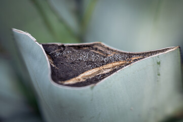 Close Up of a Cutted Aloe Vera