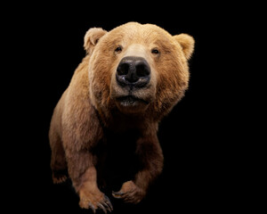 Obraz na płótnie Canvas Grizzly bear (Ursus arctos horribilis) aka North American brown bear
