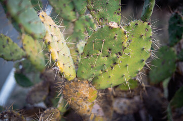 cactus with thorns