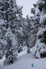 Snow-Covered Trees After Sping Storm Colorado