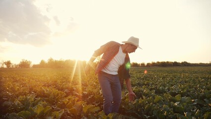 agriculture. Farmer man in a walk on a green field of a field of healthy food. business agriculture...