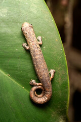 Lungless Salamander (Bolitoglossa sp.), Orellana, Ecuador