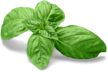 Fresh basil