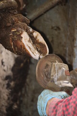 Kuhklaue, Klauenpflege