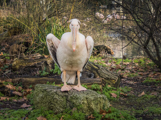 pelican on a rock